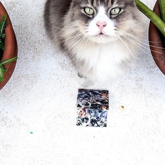 Cute Cat Bifold Wallet